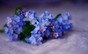 Forget-me-not-Flower-Wallpaper5
